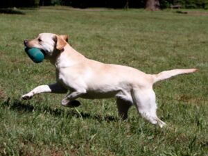Dog Recall Training with The About Turn Walk