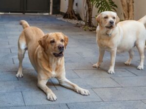 Doggy Play Dates