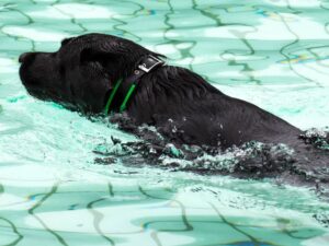 Exercising A Dog With Arthritis