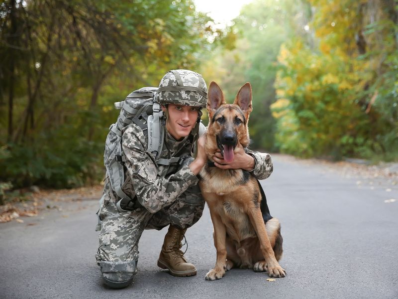 Famous Military Dogs