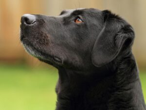 Female Military Dog Names