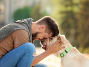 Final Thoughts_ Are Labradors Calm Dogs