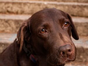 Get Pippa's Training Tip