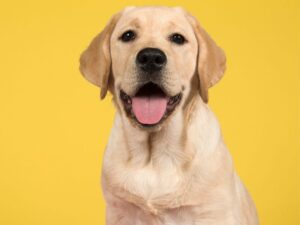 Get Pippa's Training Tips