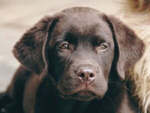 Get Pippa's Training Tips