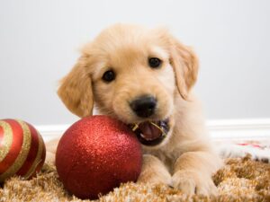 Get Pippa's Training Tips