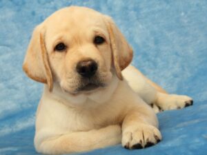 Get Pippa's Training Tips!