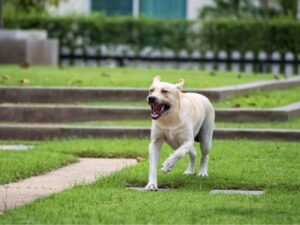 Have You Had an Experience with an Aggressive Labrador