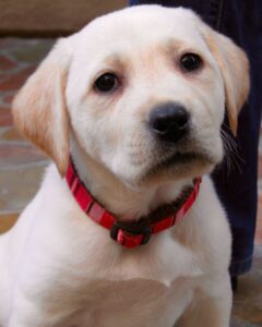 History of the Labrador