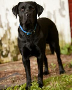 History of the Labrador Retriever