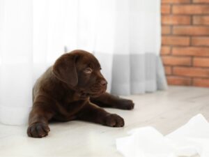 How Long Can You Leave A Puppy Alone