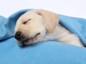 How Much Should a 9 Week Old Puppy Sleep