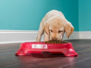How Much to Feed a 9 Week Old Puppy