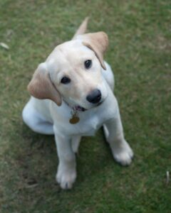 How To Keep Your Labrador Calm