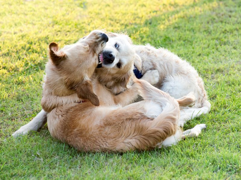How To Prevent Aggression In Your Golden Retriever