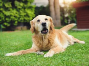 How To Stop Your Golden Retriever From Demanding Barking