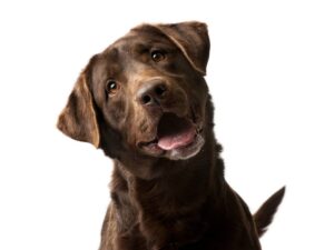 Is Benadryl Safe for Dogs