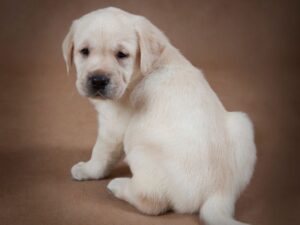 Is Your 8 Week Old Puppy Driving You Crazy