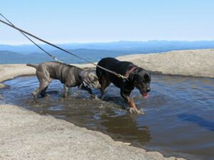 Lab Vs Rottweiler As Companions