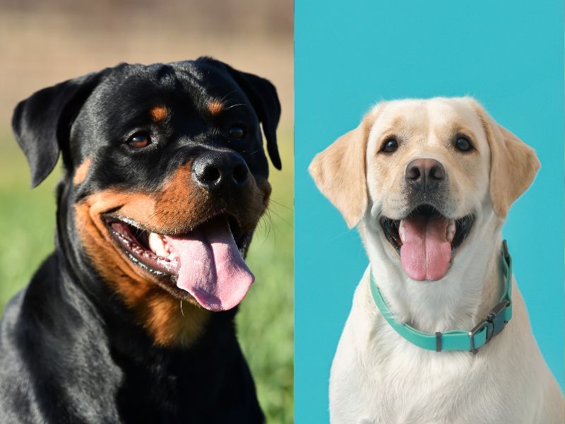 Labradors and Rottweilers As Herding Dogs