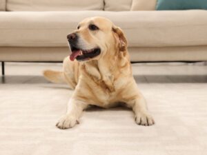 Looking Ahead To Your Older Dog