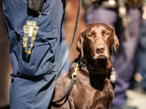 Military Titles As Dog Names