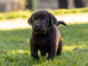 Musical 1 Syllable Dog Names