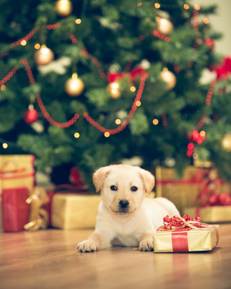 My Puppy Will Be Ready To Bring Home At Christmas