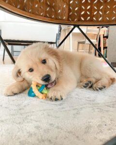 Nylabone Teething Ring