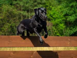 Overcome Agility Obstacles