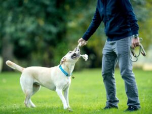 Play Tug of War