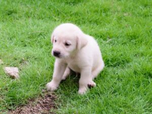 Potty Training Problems