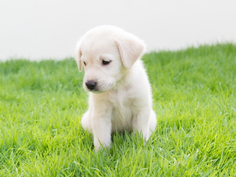 Potty Training Your 8 Week Old Puppy