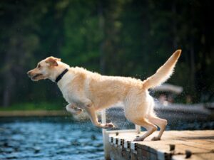 Preventing Dog Arthritis