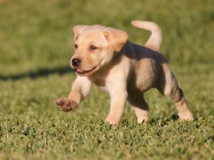 Puppies Running Off