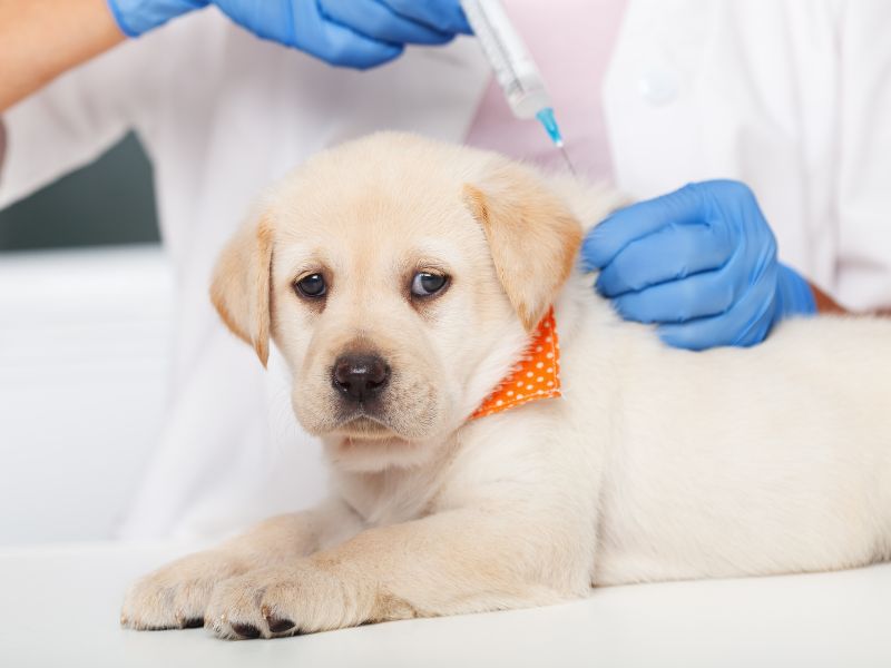Puppy Health and Care