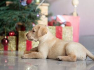 Puppy Routines