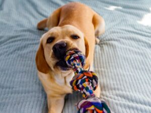 Search Games To Play With Your Dog