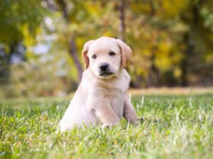 Short Human Names for Dogs