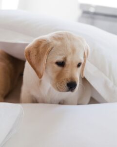 Short and Sweet Dog Names