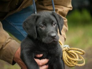 Socializing Your 9 Week Old Puppy