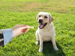 Statue Games To Play With Your Dog