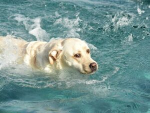 Take Him for a Swim