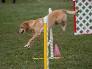 Teach Him to Jump