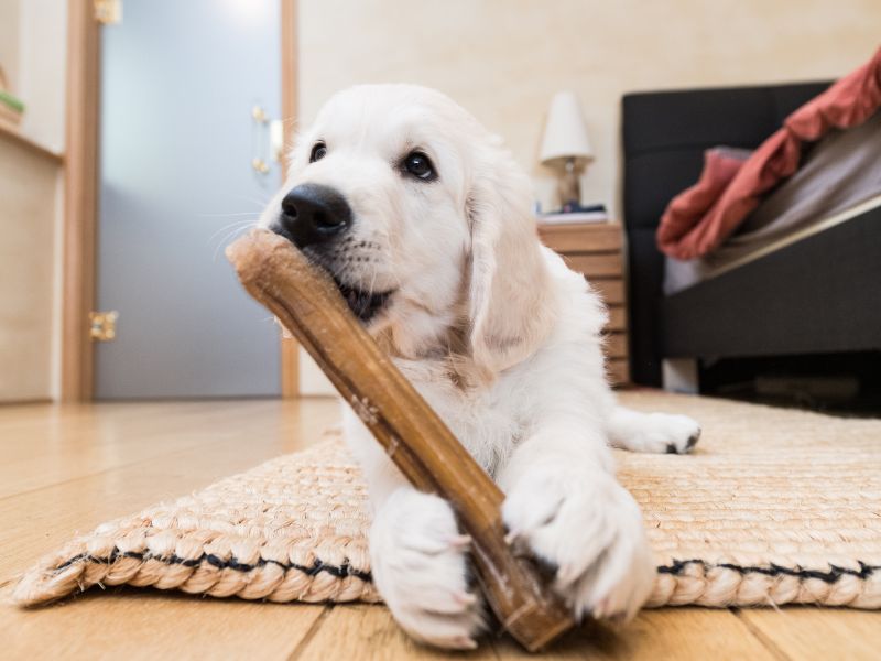 The Best Puppy Chew Toys