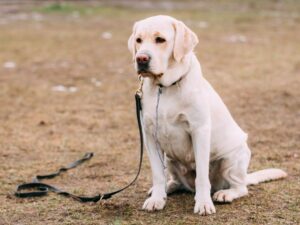 The Dog Decides