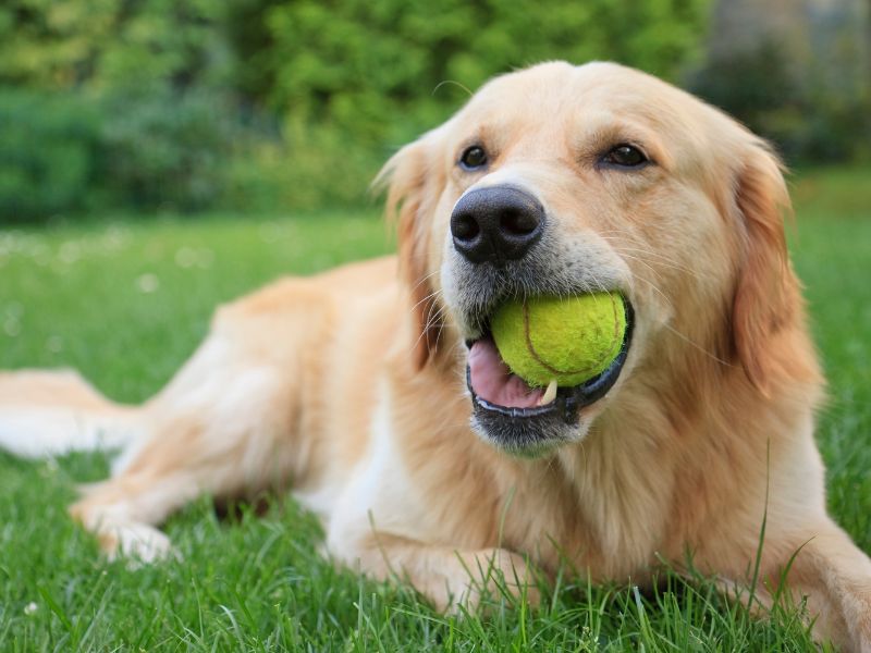 Tips & Tricks To Get Your Puppy To Love Chew Toys