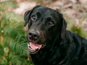 Using Benadryl to Treat Dog Anxiety
