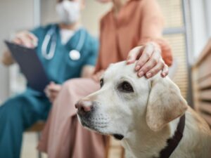Veterinary Opinions