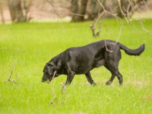 What Are Labradors Used For